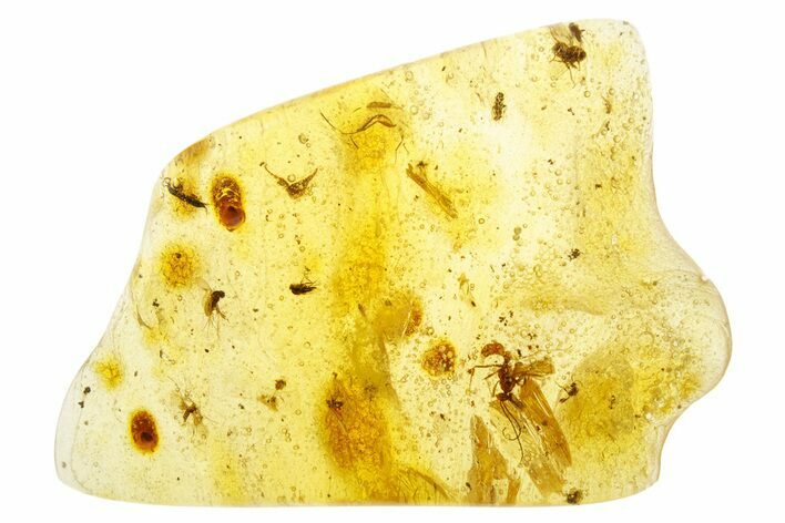Polished Colombian Copal ( g) - Contains Insects! #355385
